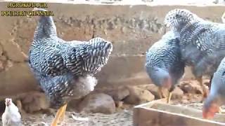 AMROCK CHICKEN INFO  CHICKEN BREEDS  AGROKOTAGR [upl. by Nimajeb]