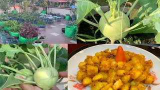 Harvesting Organic Kohlrabi Ol Kopi For Cooking Delicious Kohlrabi Sabji Recipe [upl. by Ikram907]