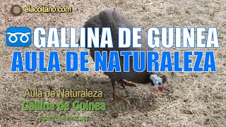 🔵 GALLINA de GUINEA  AULA de NATURALEZA  Granja escuela de Piñar [upl. by Rengia230]