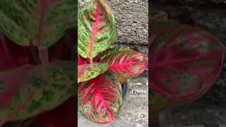 Aglaonema Wulandari 😍❗❗shortvideo plants garden indoorplant aglaonema tanamanhias plantlover [upl. by Marguerita429]