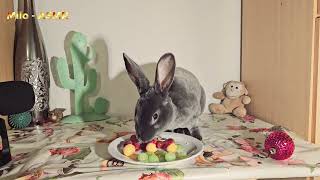 Rabbit Plays With Teddy Bear And Eats Grapes Relaxing ASMR [upl. by Dickson472]