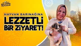 Barınağa Mutluluk Götürmek Köpeklere Evde Yemek Yapıyorum  Eda Karabulut ile Bir Lokma Mutluluk [upl. by Sherry]