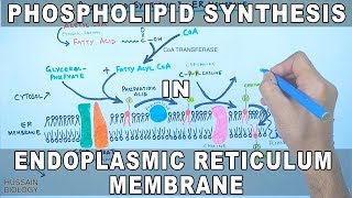 Phospholipid Synthesis in Endoplasmic Reticulum Membrane [upl. by Eiramyelhsa107]