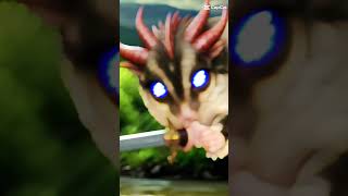 Cannonball comedy sugarglider cannonballsugarglider funny [upl. by Dieter326]