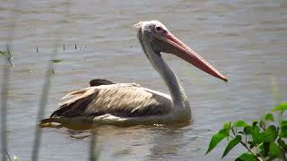 Beautiful Water Birds  The SpotBilled Pelican [upl. by Eachern]