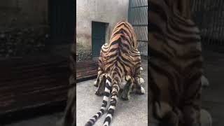 Mating of tiger in thrissur zoo [upl. by Kidder921]