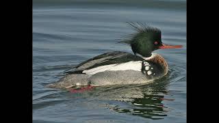 Red Breasted Merganser Call [upl. by Pascoe952]