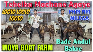 Reasonable Bhao Big Andul Goat At MOYA GOAT FARM  Saste Bade 2024 Palne Wale Bakre In Bhiwandi [upl. by Oicnedif580]