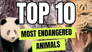 🐼🦁 Top 10 Most Endangered Animals Kids NEED to Know 🐘🐢Guessing Game [upl. by Llenrad755]