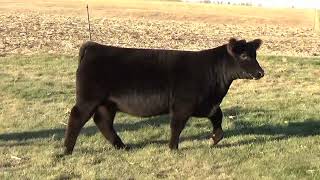 2024 SD Simmental Sale WC Heifer 4181M [upl. by Annawak]