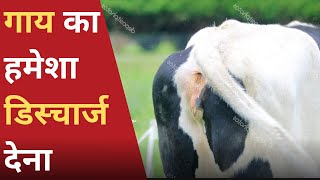 गाय का हमेशा डिस्चार्ज देना  Vaginal Discharge in Cow [upl. by Atnovart]