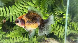 16207 Kirin Rosetail Oranda [upl. by Rhyner]