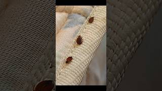 Bed Bugs Ke Nuksan [upl. by Sigvard]