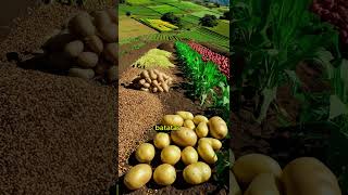 Incas  Agricultura curiosidades historia mundo [upl. by Akiner]