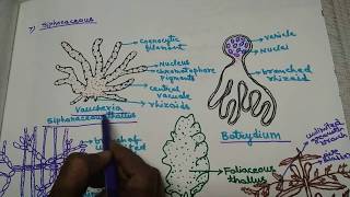 Algae  Habitat and Thallus organization in Hindi [upl. by Waechter]