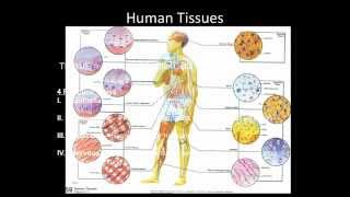 Histology Part I Intro amp Epithelium [upl. by Shanan789]