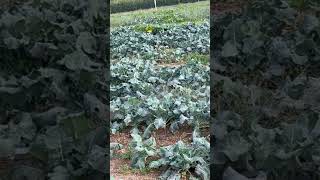 Collards Green Farm [upl. by Lacsap]