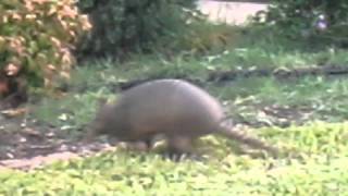 armadillo walking in Texas [upl. by Hanford368]