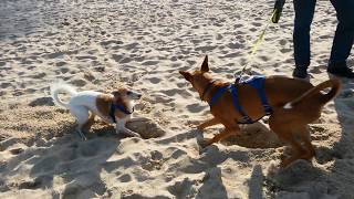 Am Hundestrand auf Usedom [upl. by Kallista]