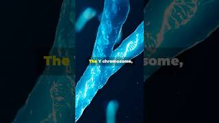 What Happens When the Y Chromosome DISAPPEARS [upl. by Alios]