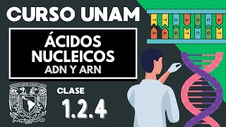 🌱 ÁCIDOS NUCLEICOS  Examen UNAM  ADN Y ARN nucleótidos bases nitrogenadas  Biología UNAM [upl. by Dnomhcir514]