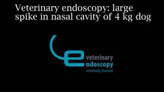 Veterinary endoscopy large spike in nasal cavity of a 4 kg dog [upl. by Primo348]