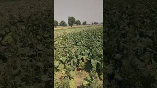 तंबाकू की कटाई  tambaku ki kheti kaise karen kisan agriculture shorts [upl. by Akinak]