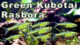 An AMAZING Tiny Green Fish Green Kubotai Rasbora Care and Breeding [upl. by Menzies]