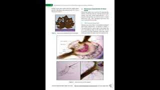 Standardization of Urena lobata Linn Unveiling Pharmacognostical Features Preliminary Phyto [upl. by Duffie]