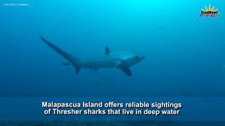 Discovery Channel picks Malapascua in Cebu the best spot to see thresher sharks [upl. by Harihat]