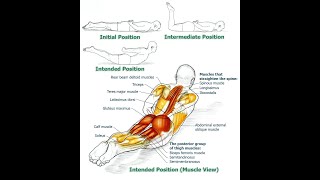 Unlocking the Power of Your Erector Spinae Strengthening and Function Explained [upl. by Goltz]