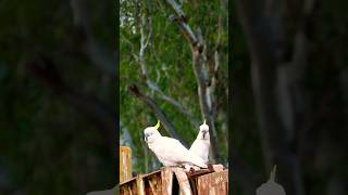 Wild Cockatoos birds wildlife shorts [upl. by Lyrem234]