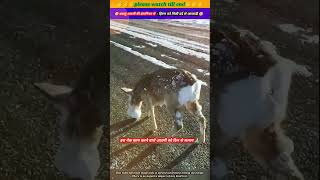 दयालु आदमी की इंसानियत से हिरण को मिली दर्द से आजादी 🥹🙏 animal animals animallover deer [upl. by Nnylirehs]