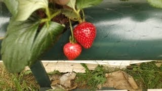 How to grow Strawberries in Hydroponics 2 2013 [upl. by Godden]