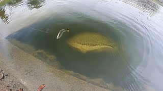 HUGE SWIMBAIT catches MONSTER BASS RIGHT AT THE BANK [upl. by Osric667]