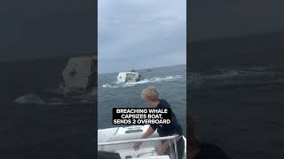 Breaching whale capsizes boat sends 2 overboard off coast of New Hampshire [upl. by Zebedee]