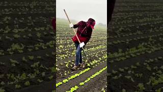 Super Technique for Thinning Vegetables in Raised Beds satisfying HappyFarm85 [upl. by Merkley]