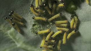 Cabbage White caterpillars emerging from eggs time lapse [upl. by Cheston207]