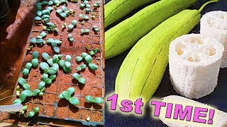 Growing Luffa Sponges From Seed  For the 1st Time [upl. by Earley]