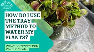 How Do I Water my Venus Flytrap What is the Tray Method [upl. by Den]