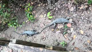 Clouded monitor Varanus nebulosus mating attempt in Singapore [upl. by Namar]