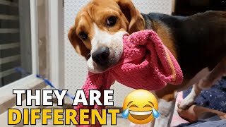 6 Ways Beagles are Different from Other Dogs [upl. by Ettegroeg]