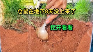 倉鼠在地下8天沒上來了，趕緊挖開看看【寵物爭霸】 [upl. by Aaron914]