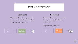 Dominant vs Recessive Epistasis [upl. by Llerrehs]