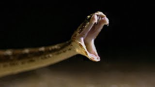 Comparing the Spectacled Cobra Bite vs Saw Scaled Viper Bite in SLOWMO  BBC Earth [upl. by Artemisia186]