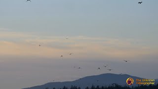 Crows flying to Roost  4K [upl. by Pettit]