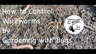 How to Control Wireworms [upl. by Deedee]