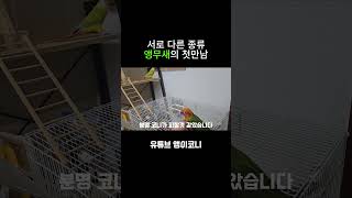 다른종류 앵무새의 첫만남 코뉴어 parrot 앵무새 앵무새키우기 반려동물 birds [upl. by Strawn]