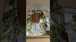 Spider Mites shorts indoorplants diy propagation plantcare plants houseplants indoorplants [upl. by Leipzig]