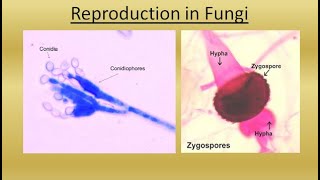 REPRODUCTION IN FUNGI  For NEET BSc and MSc  BY JYOTI VERMA  ALL ABOUT BIOLOGY [upl. by Enirhtac432]